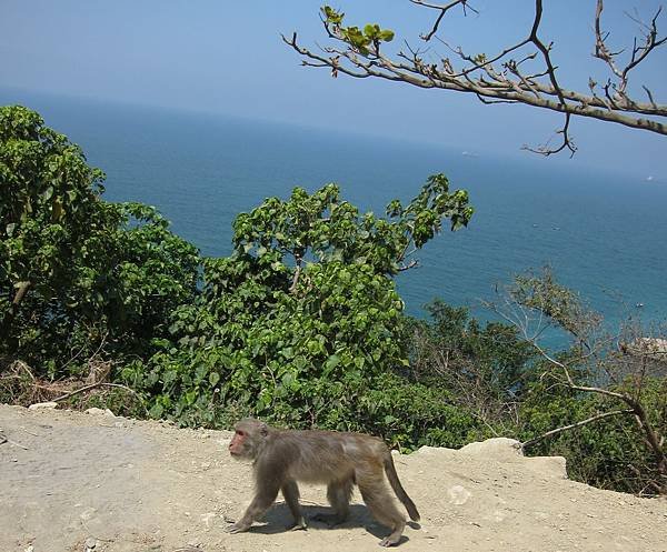 20110402_01_柴山猴子.JPG