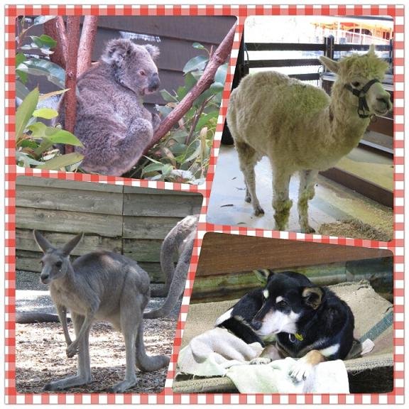 181.夢幻世界動物園