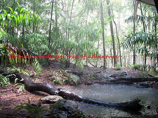 55. Monsoon Forest Walk.JPG