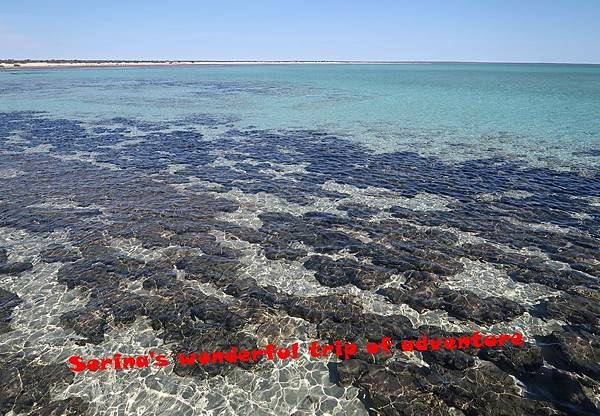 210.Hamelin Pool Stromatolites.JPG