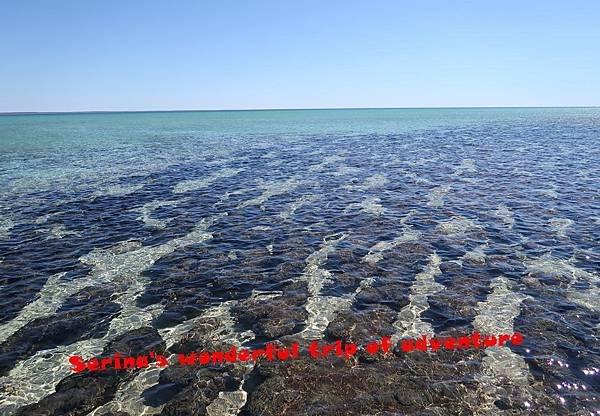 211.Hamelin Pool Stromatolites.JPG