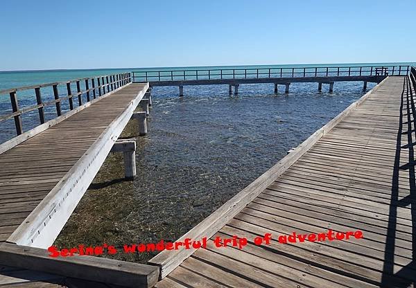 214.Hamelin Pool Stromatolites.JPG