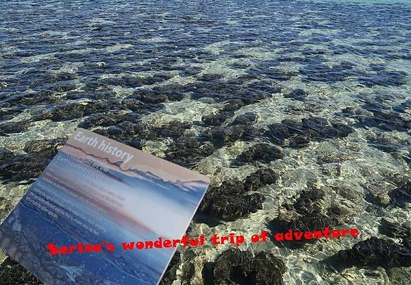 213.Hamelin Pool Stromatolites.JPG