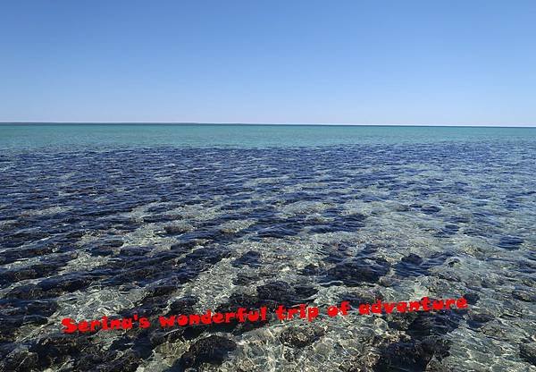 212.Hamelin Pool Stromatolites.JPG