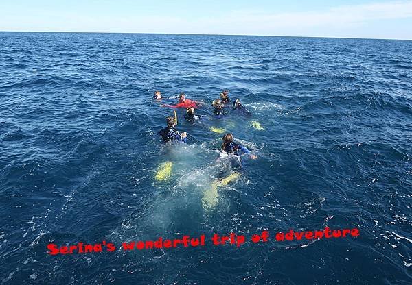 232. Swing with Whale shark @Coral Bay Ningaloo Diving Centre.JPG