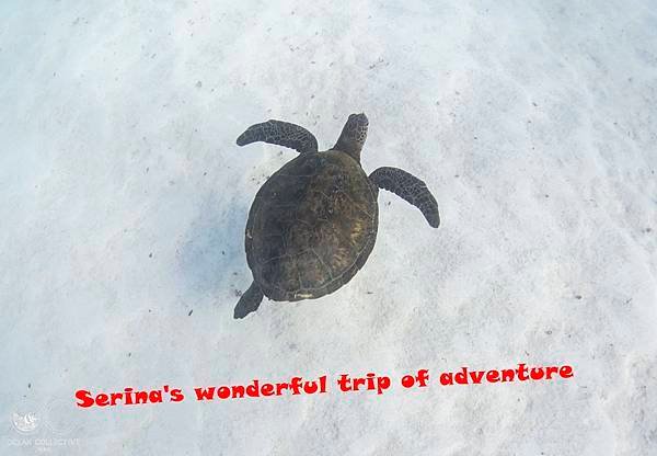 235. Swing with Whale shark @Coral Bay Ningaloo Diving Centre.jpg