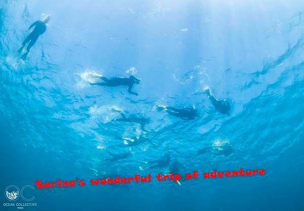 239. Swing with Whale shark @Coral Bay Ningaloo Diving Centre.jpg