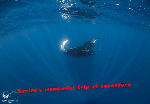 257. Swing with Whale shark @Coral Bay Ningaloo Diving Centre.jpg