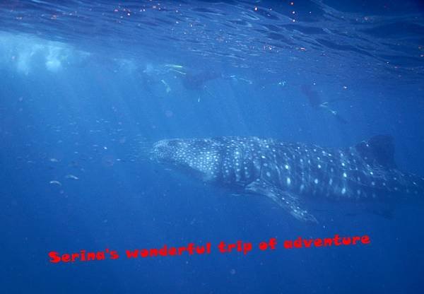 253. Swing with Whale shark @Coral Bay Ningaloo Diving Centre.JPG