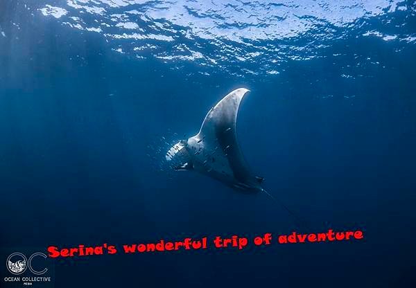 258. Swing with Whale shark @Coral Bay Ningaloo Diving Centre.jpg