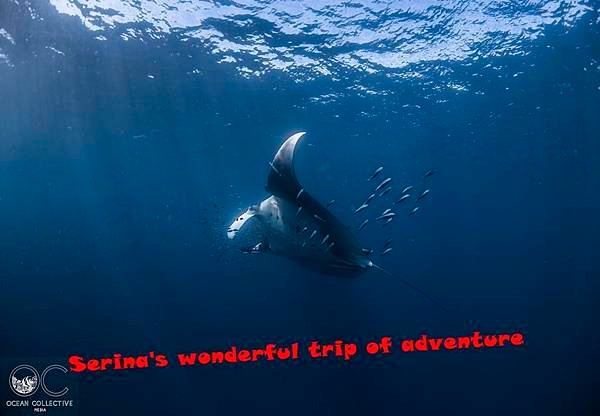 259. Swing with Whale shark @Coral Bay Ningaloo Diving Centre.jpg