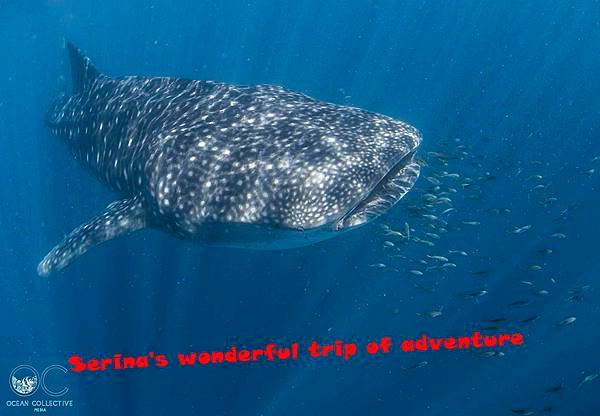 264. Swing with Whale shark @Coral Bay Ningaloo Diving Centre.jpg