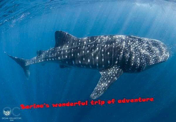 266. Swing with Whale shark @Coral Bay Ningaloo Diving Centre.jpg