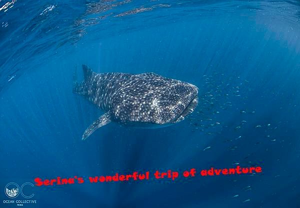 265. Swing with Whale shark @Coral Bay Ningaloo Diving Centre.jpg