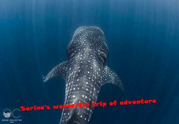 272. Swing with Whale shark @Coral Bay Ningaloo Diving Centre.jpg