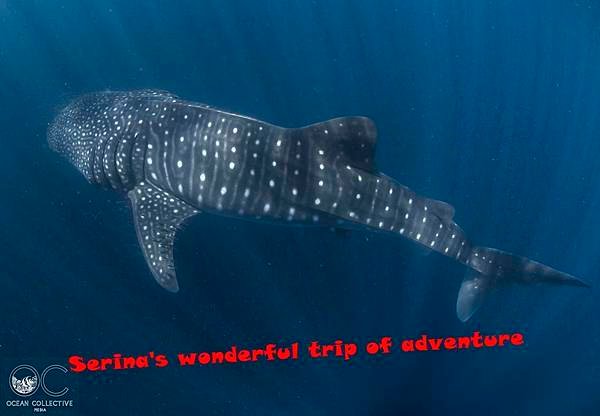 273. Swing with Whale shark @Coral Bay Ningaloo Diving Centre.jpg