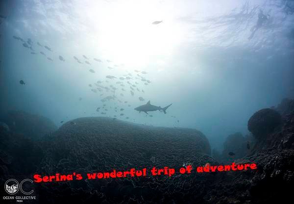 278. Swing with Whale shark @Coral Bay Ningaloo Diving Centre.jpg