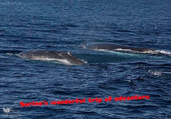 287. Humpback whale  @Coral Bay Ningaloo Diving Centre.jpg