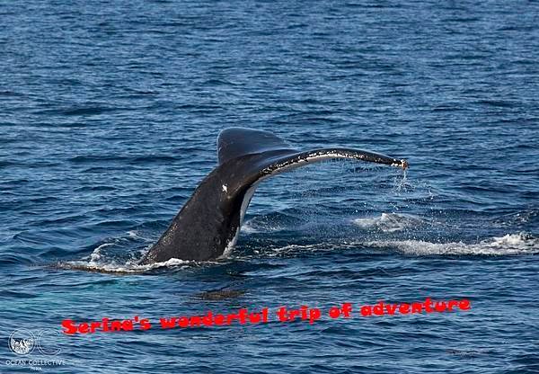 290. Humpback whale  @Coral Bay Ningaloo Diving Centre.jpg