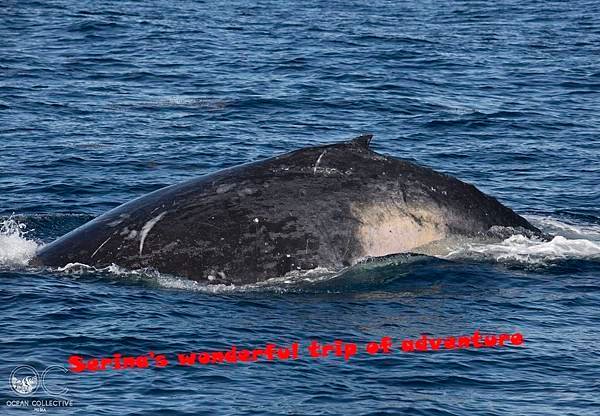 292. Humpback whale  @Coral Bay Ningaloo Diving Centre.jpg