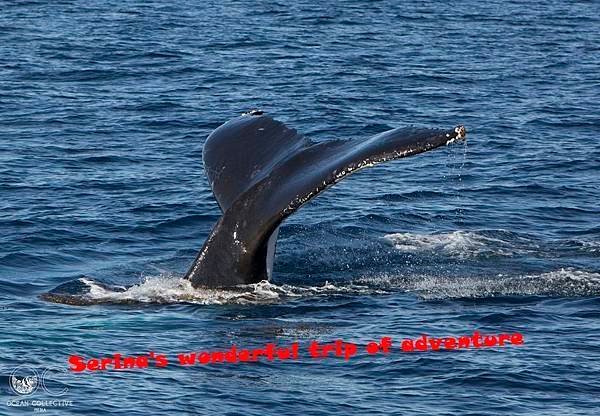 291. Humpback whale  @Coral Bay Ningaloo Diving Centre.jpg