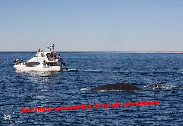 294. Humpback whale  @Coral Bay Ningaloo Diving Centre.jpg