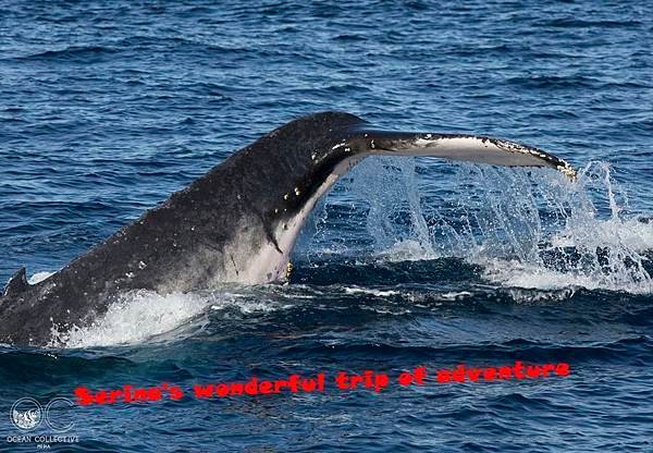 297. Humpback whale  @Coral Bay Ningaloo Diving Centre.jpg