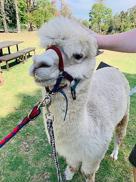 21.Alpaca.JPG