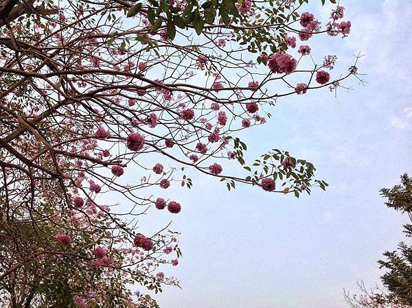 20140404_2014春季潮洋公園賞花之旅13.jpg