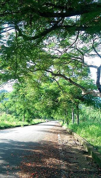 20140816_大坑雅哥花園步道04.jpg