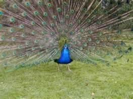 th1
