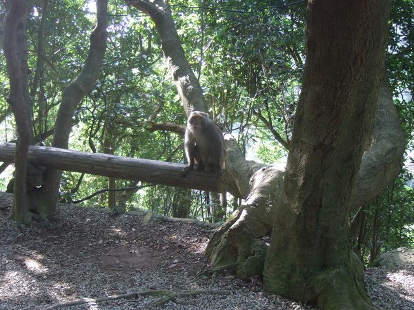 2009-04-18 鮮定食&amp;天母古道 121.jpg