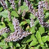IMG_4343.JPG