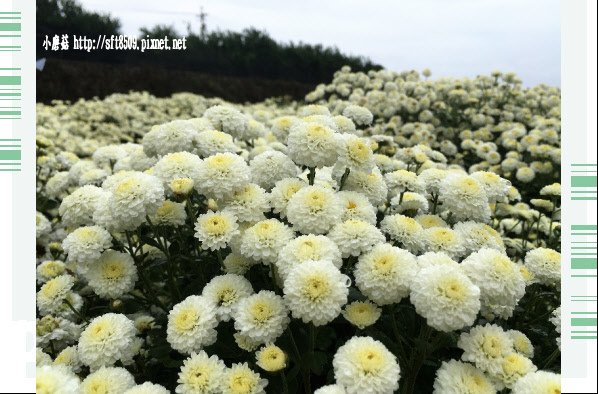 106.11.19.(26)苗栗銅鑼杭菊花海.JPG