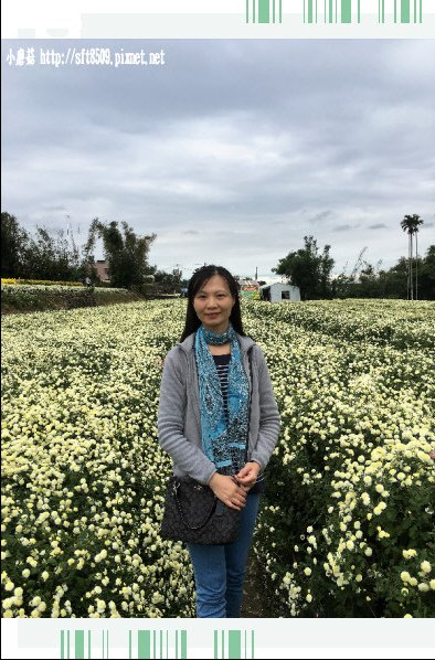 106.11.19.(88)苗栗銅鑼杭菊花海.JPG