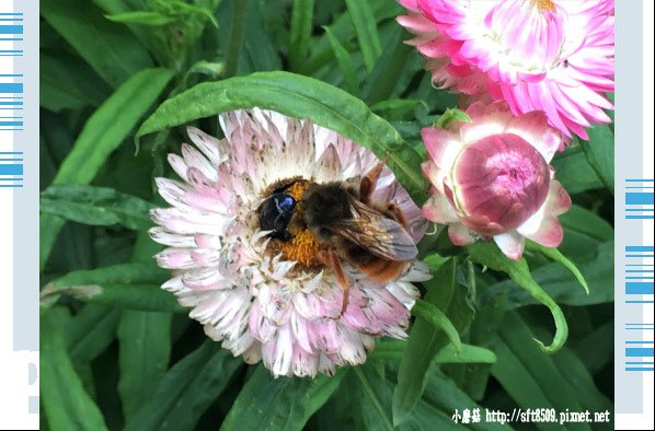 107.6.24.(172)武陵農場-行政中心別館花園.JPG