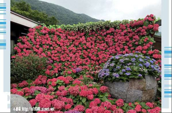 108.5.26.(34)竹子湖-大賞園繡球花田.JPG