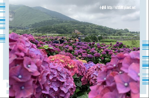 108.5.26.(46)竹子湖-大賞園繡球花田.JPG