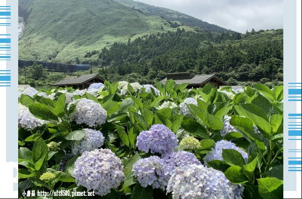 108.5.30.(136)竹子湖-花谷繡球花園.JPG