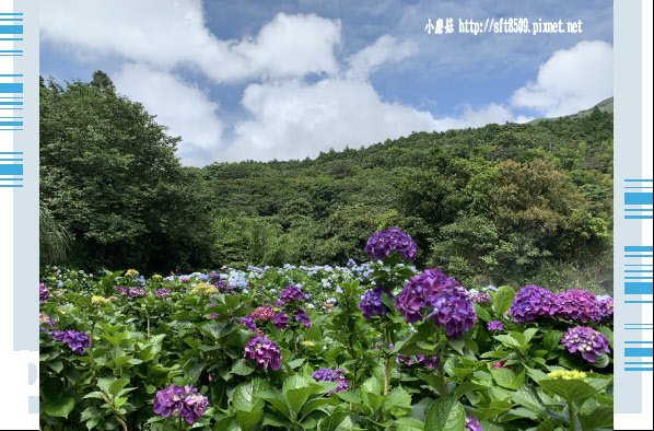 108.5.30.(7)竹子湖-午後陽光繡球花田.JPG
