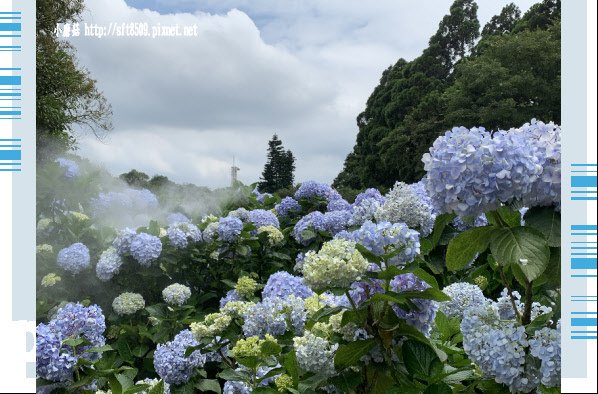 108.5.30.(36)竹子湖-午後陽光繡球花田.JPG