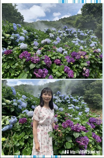 108.5.30.(58)竹子湖-午後陽光繡球花田.JPG