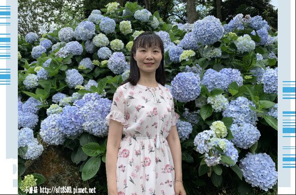 108.5.30.(149)竹子湖-午後陽光繡球花田.JPG