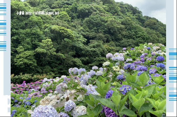 108.6.7.(132)竹子湖-大梯田生態農園.JPG