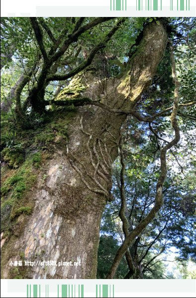 108.7.26.(189)太平山-見晴懷古步道.JPG