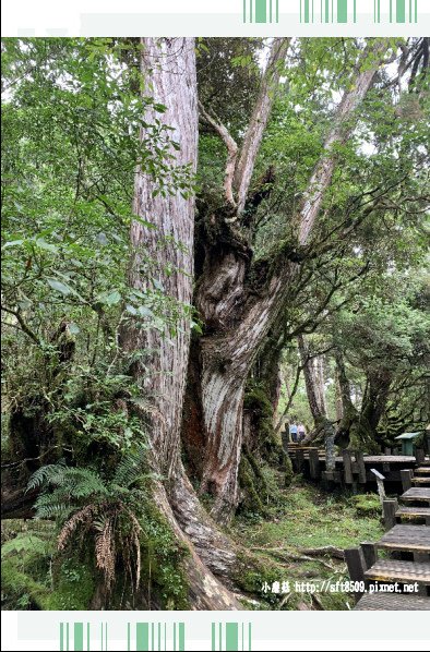 108.7.26.(56)太平山-檜木原始林自然步道.JPG