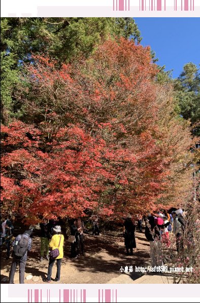 108.11.23.(44)福壽山農場.JPG