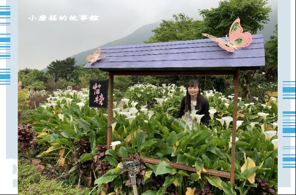 109.4.19.(25)竹子湖-苗榜海芋田.JPG