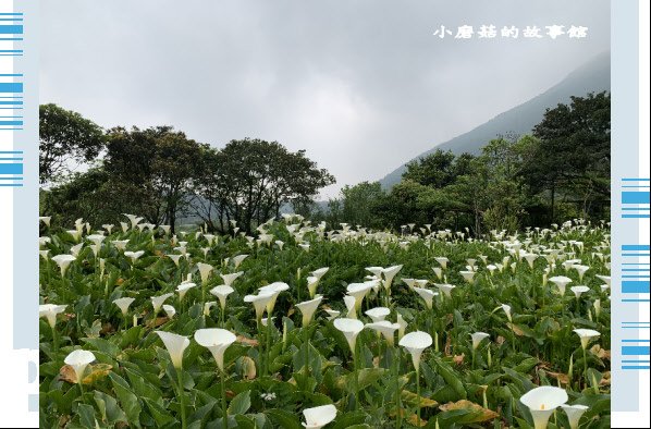 109.4.19.(51)竹子湖-苗榜海芋田.JPG