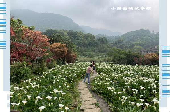 109.4.19.(55)竹子湖-苗榜海芋田.JPG